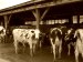 Eric Clifford's herd in Starksboro.
