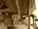 Dairy farmers tough out costliest downturn
