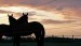 Horses in silhouette, photo from Stockxchng