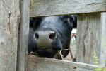 A dairy cow at Island Acres Farm in South Hero peers through the fence. Photo by Josh Larkin.