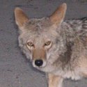 Many deer hunters believe that the decline in the Vermont deer population is directly linked to the presence of coyotes. Stock.xchng photo.