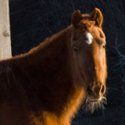 A horse and two goats warming in the sun. VTD/Josh Larkin