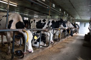 Cows Milking time at Island Acres Farm in South Hero. VTD/Josh Larkin