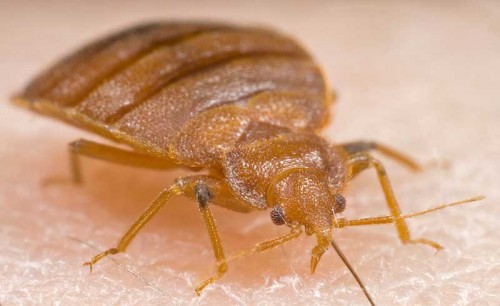 Bedbug Bedbug