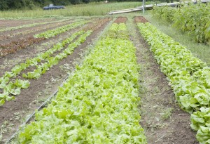 Lettuce field Photo of lettuce field by Dwight Sipler.