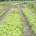Small-scale Vermont farmers who want to sell their greens to distributors may soon find they have to follow new regulations being advocated by large-scale greens growers in California. Photo by Dwight Sipler.