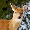 The magnificent whitetail deer. Photo by Ron Abfalter.