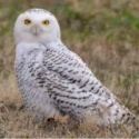 Snowy owls have been turning up in farm fields, backyards and even at a Christmas party in Vermont this winter. Photo by Rollin Tebbetts