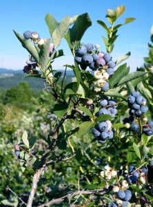 Blueberries 