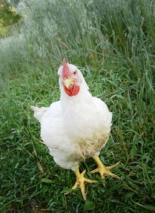 free range chicken True Love Farm CSA