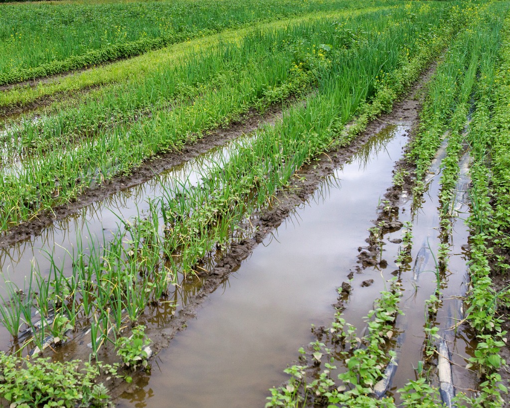 Feds launch ag insurance program to help specialty farmers - vtdigger.org