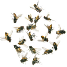 Cluster flies, from stock.xchng