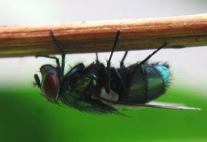 A fly, photo from stock.xchng