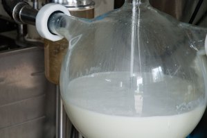 20110228_rawMilk3 Raw milk being collected at a dairy farm. Photo by Josh Larkin.