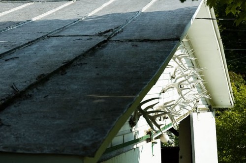 Deer trophies in Chelsea. VTD/Josh Larkin