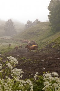 Jersey cows heading up the lane. VTD/Josh Larkin