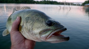 Bass. Photo by Patrick Lewis