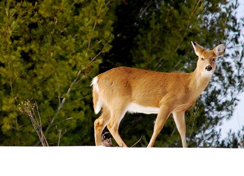 The magnificent whitetail deer. Photo by Ron Abfalter. 