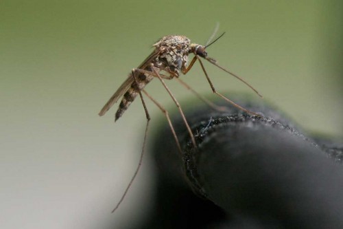 Mosquito Mosquito