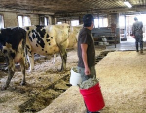 Mexican workersdo chores at a Vermont dairy farm.