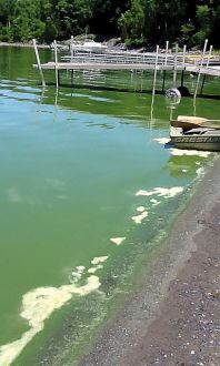 The above photo was taken by Lisa Windhausen on June 29, when blooms of cyanobacteria took over Addison's Oven Bay.