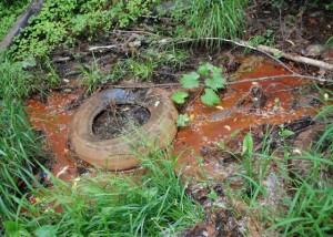 A tire and iron fixing bacteria in Hobbs Pond. Photo by Audrey Clark