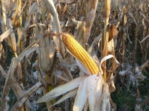 Seed corn