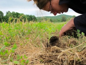 UVM Extensive agronomist Heather Darby gets up close and personal with soil. Photo by UVM Extension Northwest Crops & Soils Team