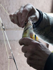 Ron Chaffee removes a yellow perch from a hook. Photo by Dirk Van Susteren