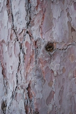 Red pine bark is rusty red and looks like layered puzzle pieces. Photo by Audrey Clark