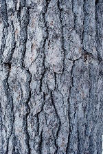 White pine bark is gray and, on older trees, furrowed. Photo by Audrey Clark