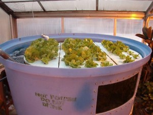 Lettuce grows in a tank in North Country Career Center's greenhouse. Vegetables are raised hydroponically at the school using the nutrient-rich water in which tilapia are raised. Photo by Dirk Van Susteren