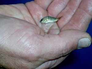 A tilapia fry. The fish, the most farmed fish in the world, grows to be two or three pounds. Photo by Dirk Van Susteren