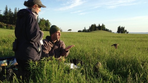 Researcher Noah Perlut, right, and an assistant release a bobolink at Shelburne Farms after equipping the little bird with a light-sensing device that -- if the bird is recaptured next year -- will allow scientists to map the bobolink's migration to Argentina and back. Photo by Candace Page