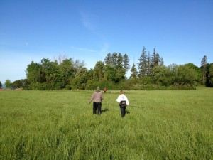 Noah Perlut and an assistant head across a field at Shelburne Farms. Bobolinks in this field have a good chance of raising their young because the field is not hayed until August. In many Vermont fields intensive hay cropping means the young bobolinks are killed before they fledge. Photo by Candace Page.