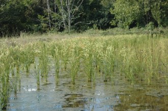 Rice grows in a paddy at Breezy Meadows Orchard and Nursery in Tinmouth. Photo courtesy of Breezy Meadows Orchard and Nursery