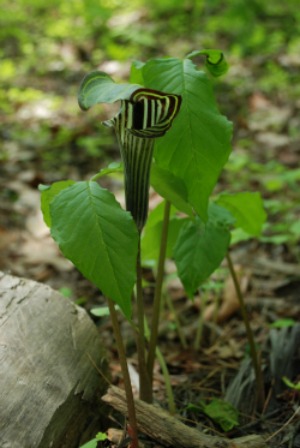 Jack-in-the-pulpit produces calcium oxalate, which prevents earthworms from eating its roots. Photo by Audrey Clark