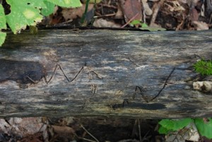 Bark beetles gnaw shallow channels in dying trees, just under the bark. Photo by Audrey Clark