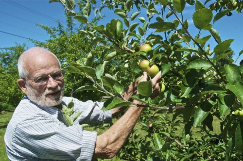 Ray Allen shows off some of the apples at his 53-acre orchard in South Hero. Photo by Dirk Van Susteren