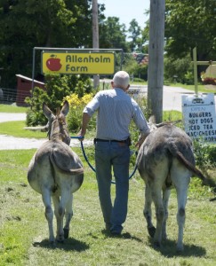 Ray Allen takes a break from lunch to fetch his two donkeys, Willy and Sassafras, who took off down the road on their own. Photo by Dirk Van Susteren