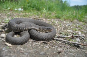 A coiled northern water snake basking in western Rutland County in June. The snake spends much of its time in the water, where it feeds on frogs, small fish and the like. Photo by Jason Plotkin