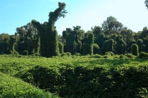 Kudzu in Port Gibson, Mo. Photo courtesy of Galen Smith, Wikimedia Commons