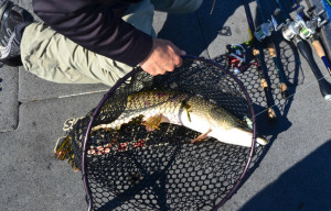 Voracious big pike, which are common in Lake Champlain, are a nemesis in bass tournaments, where the focus is on the total weight of five bass. They take up time and can make it hard to catch your limit of bass, though they are exciting to catch. Photo by Andrew Nemethy