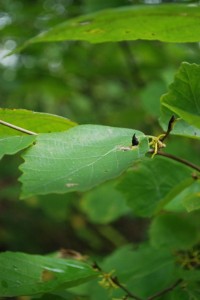 The brown cone on this witch hazel leaf is a gall caused by the cleverly named witch hazel cone gall aphid. Photo by Audrey Clark