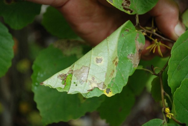 This simple leaf shelter housed a spider. Photo by Audrey Clark