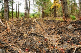 "Some of the roads should be smoothed out and seeded and some water bars put in," said Washington County Forester Russ Barrett. Photo by Hilary Niles/VTDigger