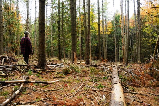 "I'm not expecting loggers to clean it up like I've been," Fred Grout said. "But I don't expect them to leave that kind of slash." Dept. of Forests, Parks & Recreation Commissioner Mike Snyder said it's the role of a forester to educate landowners about what to expect from a timber harvest and to help select reliable loggers who share the same standards. Photo by Hilary Niles/VTDigger