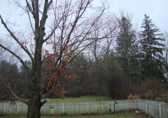 Stick season's gray, a uniquely northern hue that dominates late autumn, before winter's onset. Photo by Telly Halkias