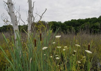 A wetland in Putney. Creative Commons photo by putneypics via Flickr