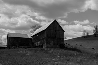 Not all barns in Vermont are red, and they have taken different forms and styles over the years. The Hewitt barn, built in 1859 in North Pomfret, is an early example of a bank barn built to accommodate multiple uses. On the back side of the barn farmers used a bridge to access the haymow on the second floor. Cattle entered on the first floor. Gravity simplified the farmer's work. Hay could be dropped to the cattle, and manure was shoveled into the basement. Photo by Curtis B. Johnson.